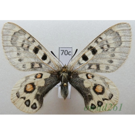 Parnassius széchenyii subsp. ragaraja Shinkai, 1995 China70c
